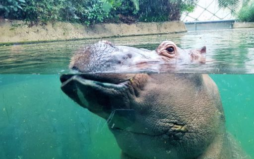 Где обедал воробей